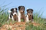 FOX TERRIER 339